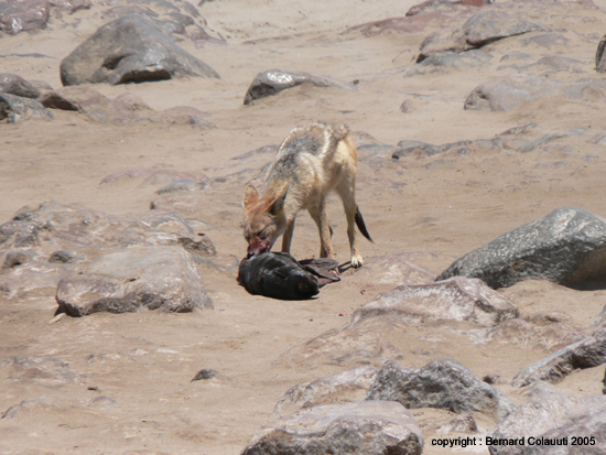 Cape Cross - Namibie - otaries a fourrure (15)